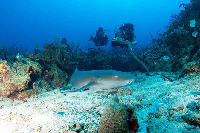 2-Tank Scuba Boat Trip in World-Class Sites @ Copamarina - Key highlights at Copamarina’s 2-tank sites