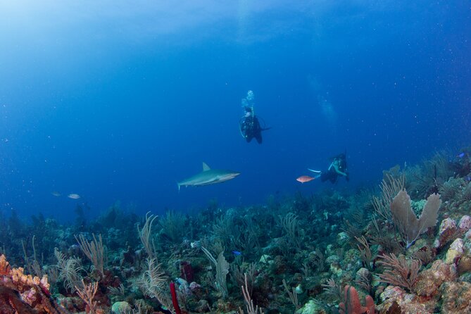 2-Tank Scuba Boat Trip in World-Class Sites @ Copamarina - The Epicenter: a 50 to 60 foot fissure with lots to see