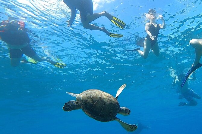 Aguadilla Tropical Snorkeling - Key things to know before you go