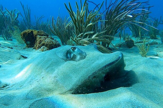 Aguadilla Tropical Snorkeling - Your in-water flow: briefing, route planning, then real reef time