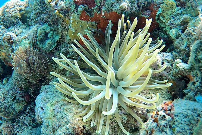 Aguadilla Tropical Snorkeling - Equipment and flotation: what you need to bring, and what you can skip