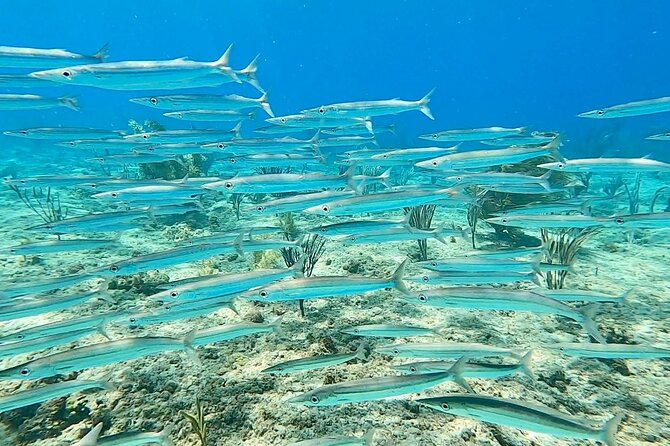 Aguadilla Tropical Snorkeling - No boat, just a shore session: the real pros and limits