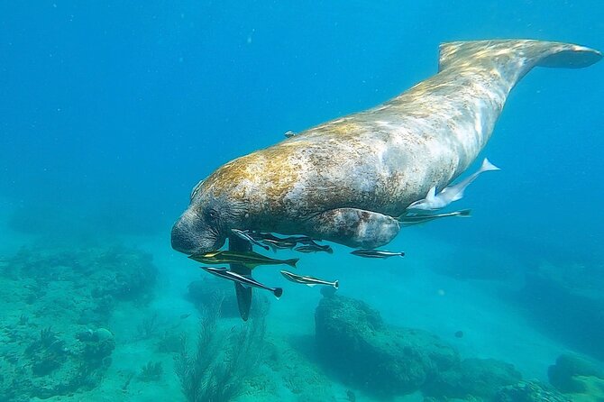Aguadilla Tropical Snorkeling - Timing, meeting point, and how the logistics keep stress low