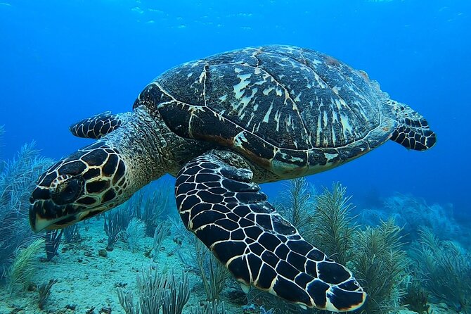 Aguadilla Tropical Snorkeling - Price and value: is $98 a fair deal?