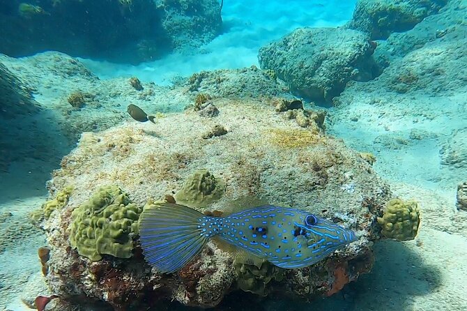 Aguadilla Tropical Snorkeling - Who should book Aguadilla Tropical Snorkeling