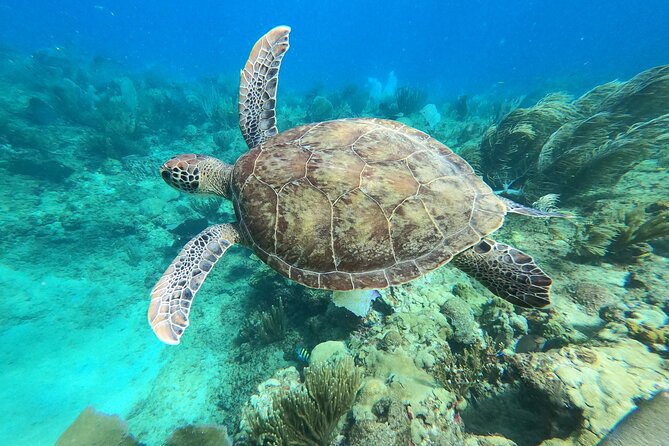 Aguadilla Tropical Snorkeling - Meet Carolina and Edwin, and why safety is built into the experience