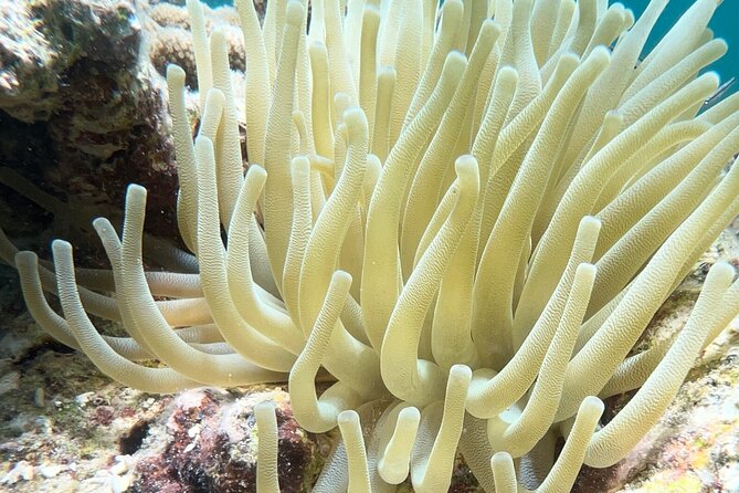 All-Inclusive Full-Day Private Boat Tour with Lunch & Drinks - Snorkeling around Icacos, Palominos, and Piñeros, and what the guide actually adds