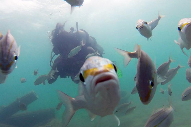 Beginner Scuba Diving with Turtles and Videos, San Juan - Why Escambrón Beach Works So Well for First-Timers