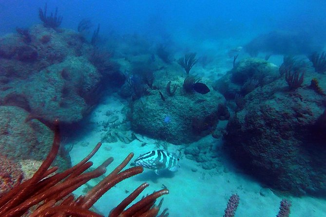 Beginner Scuba Diving with Turtles and Videos, San Juan - Shore-Entry Scuba: The Simple Plan for Getting Underwater