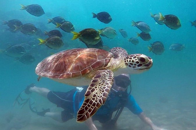 Beginner Scuba Diving with Turtles and Videos, San Juan - Your Free Videos and Photos: How to Make Them Worth It