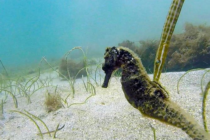 Beginner Scuba Diving with Turtles and Videos, San Juan - Price and Value: Is $109 Worth It?