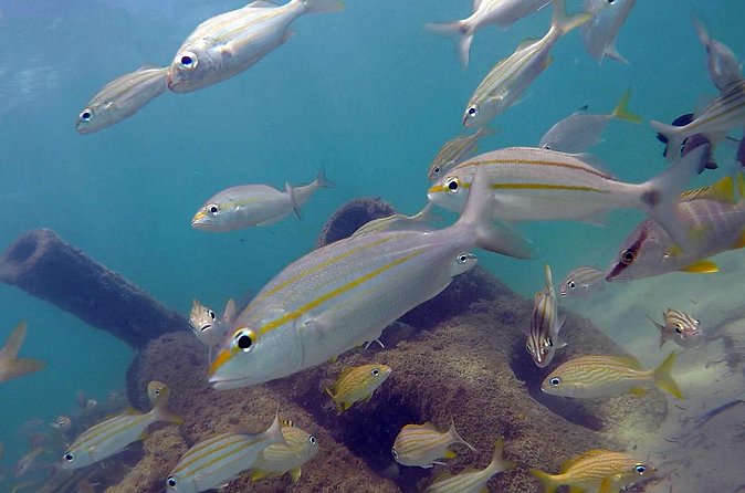Beginner Scuba Diving with Turtles and Videos, San Juan - Safety, Health Checks, and What to Know About Conditions