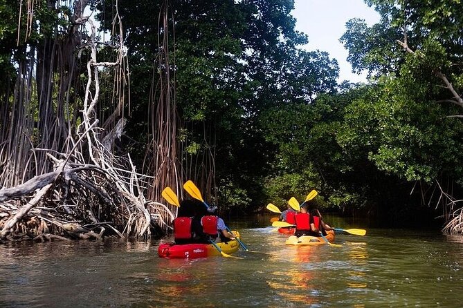 Bio Bay Night Kayak Tour in Fajardo - Laguna Grande: the ecosystem talk you’ll remember in the glow
