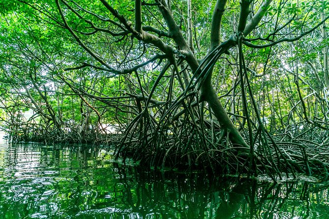 Bio Bay Night Kayaking | Laguna Grande, Fajardo - Who should do this tour (and who might want a different plan)