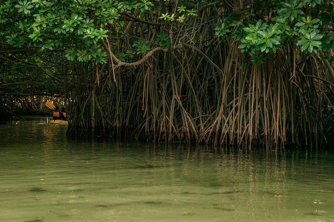 Bioluminescent Bay Night Kayaking, Fajardo - Meeting at Peniel Access Eco Tours, 8:00 pm Start