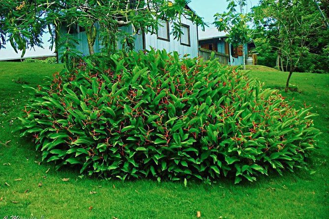Caguas Cultural Day Trip from San Juan Including Botanical Garden and Lunch - Should you book the Caguas cultural day trip?