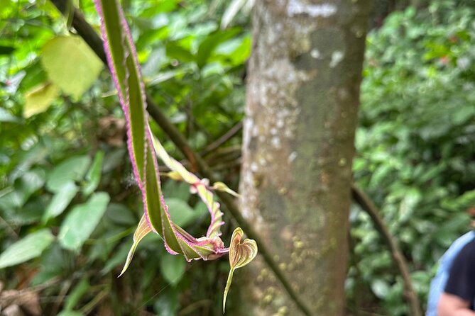 Chase Waterfalls - Discover a hidden 180ft rainforest gem - Price and Value: Why This $55 Tour Makes Sense