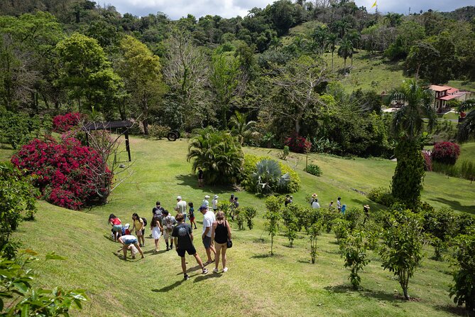Coffee Plantation and River with Waterfalls in Puerto Rico - Getting There Without Stress: The 8:30 AM Start and Air-Conditioned Ride