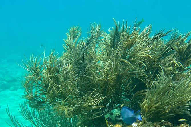 Coral Reef and Sea Turtle Snorkeling Experience - Timing and where to meet (so you start stress-free)