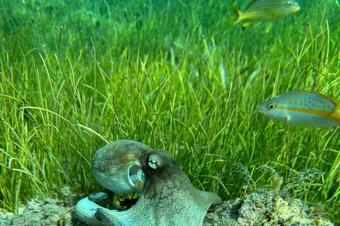 Coral Reef and Sea Turtle Snorkeling Experience - Stop one: Tamarindo Beach and the sea turtle swim