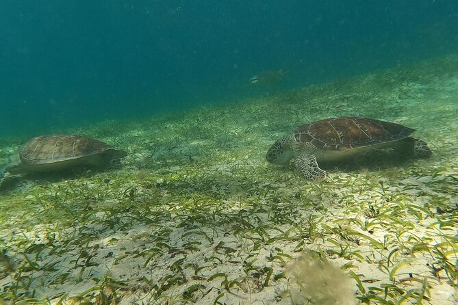 Coral Reef and Sea Turtle Snorkeling Experience - Stop two: Melones Beach and coral reef snorkeling