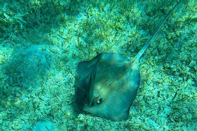 Coral Reef and Sea Turtle Snorkeling Experience - Equipment and snack: small inclusions that add up