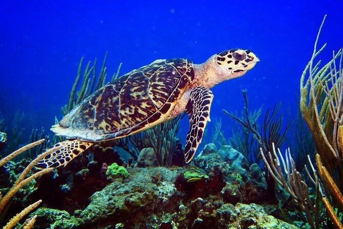 Culebra Snorkel and Beach Day with Lunch and Drinks - Flamenco Beach in Culebra: sand time when conditions cooperate