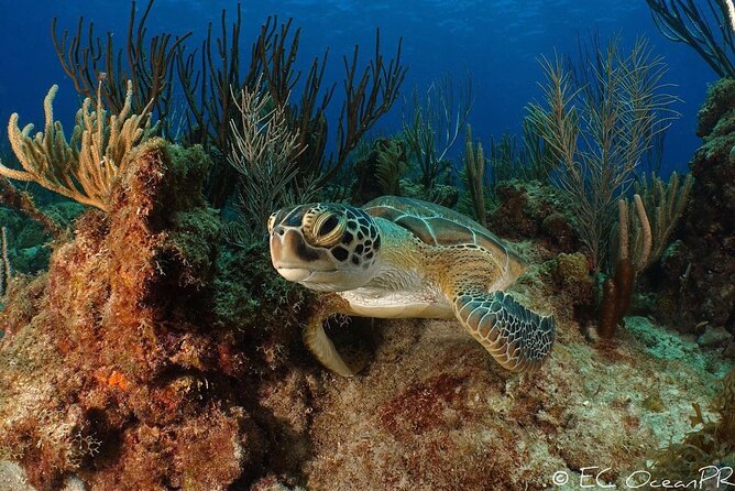 Culebra Snorkel and Beach Day with Lunch and Drinks - Price and value: is $161.67 a fair deal?
