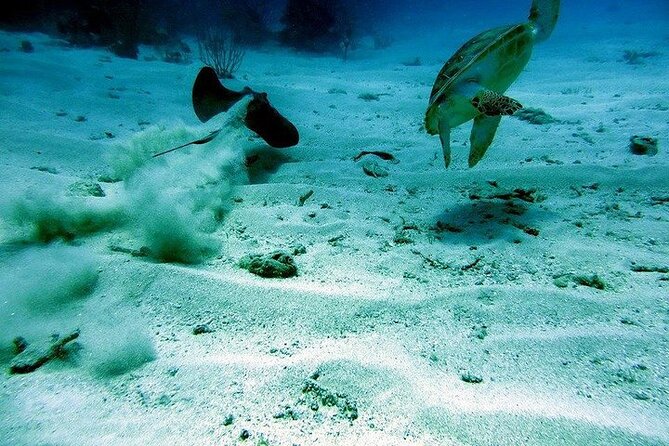Culebra Snorkel and Beach Day with Lunch and Drinks - Weather changes and sargasso: how to mentally prepare