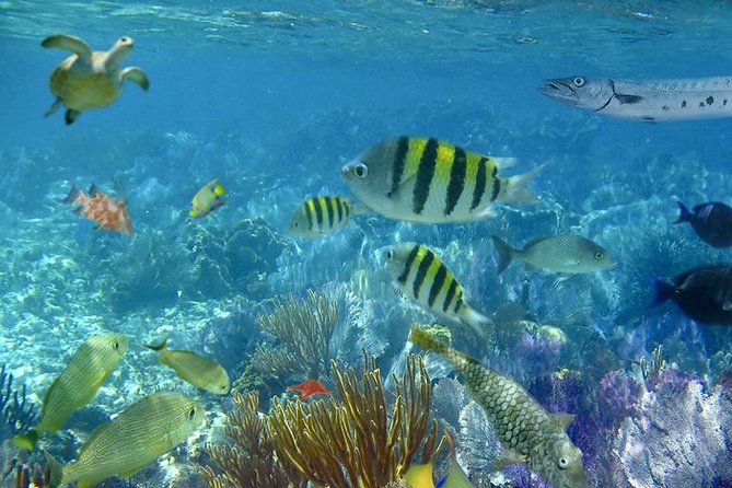 Culebra Snorkeling Tour by Catamaran from Fajardo - The boat ride reality check: choppy water is the big variable