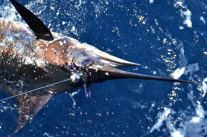 Deep Sea Fishing Private Boat Charter in San Juan - FAQ