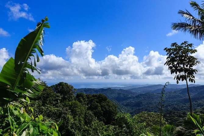 Discover El Yunque National Park: Half-Day Rainforest Tour - Key highlights you can plan around