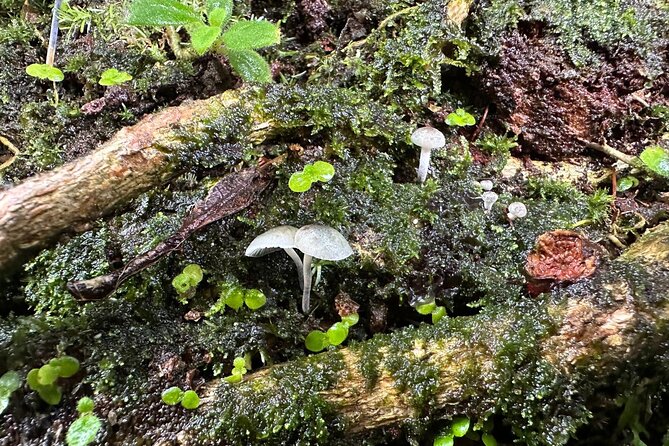 Discover El Yunque National Park: Half-Day Rainforest Tour - The low-impact nature walk, plus Taino meaning