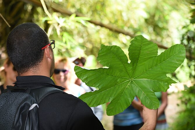Discover El Yunque National Park: Half-Day Rainforest Tour - What the guides do differently, and why it matters