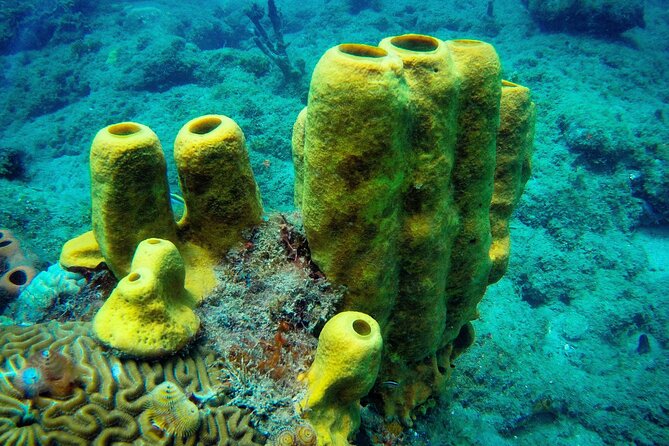 Discover Scuba Diving - The open-water reef session: what you can realistically expect
