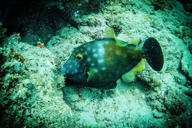 Discover Scuba Diving - Safety, medical checks, and who this is truly for