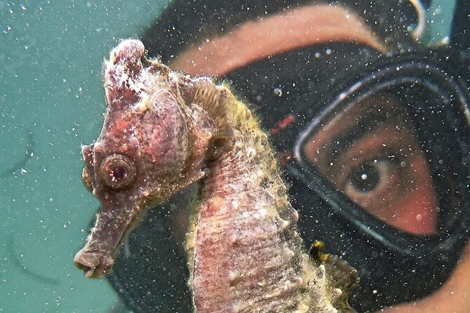 Discover Scuba Diving in San Juan - Price and value: $185.50 for 2 hours, with gear, facilities, and a guided route
