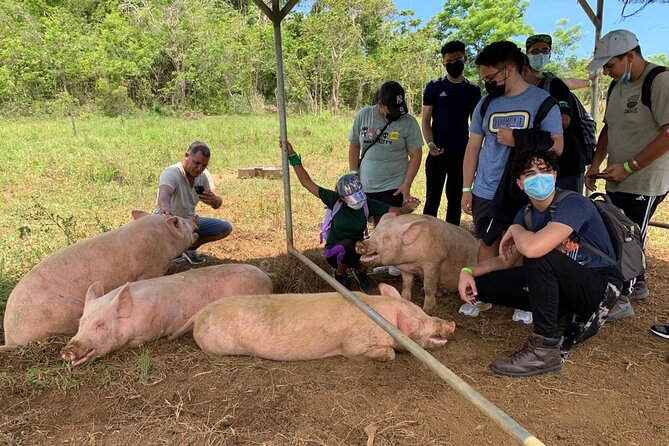 Eco Friendly Farming Tour to Explore Dorado's Most Beautiful Farm - The optional Giant Grass Maze, 3 miles of trails and a mystery game