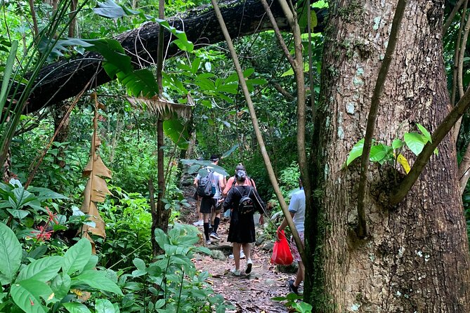 El Yunque National Forest and Luquillo Beach Tour - Torre Yokahu: the 69-foot tower stop for first real views