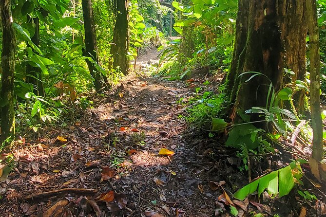 El Yunque National Rainforest and Luquillo Beach Tour - La Coca Falls: the waterfall stop that is built for quick, strong photos