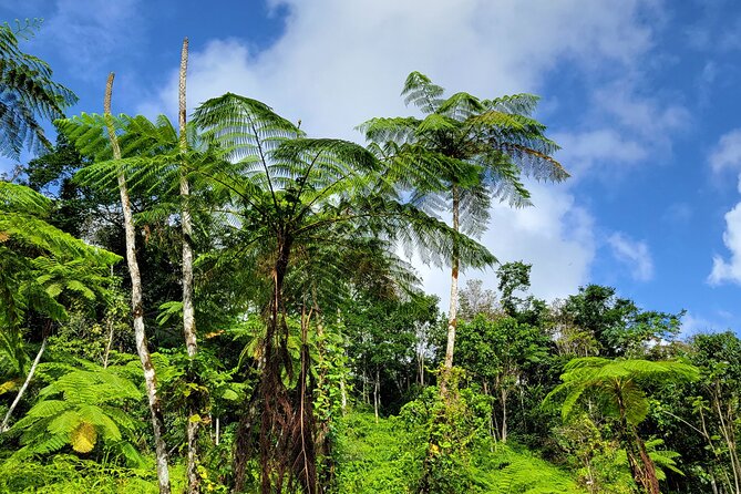 El Yunque Rainforest and Luquillo Kiosk Day Trip - Guide quality and why the small-group setup really matters