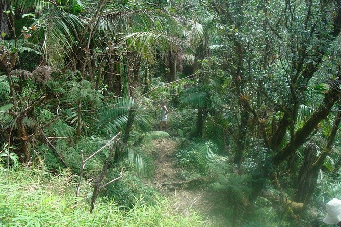El Yunque Rainforest Full Day Private Tour - Private pacing at El Yunque, not a rushed checklist