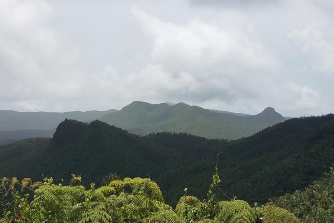 El Yunque Rainforest Full Day Private Tour - What makes the guide style feel different