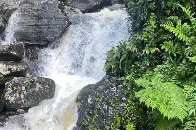 El Yunque Rainforest Hike with Transport from San Juan - Mt. Britton Lookout Tower: the short effort that makes the day click