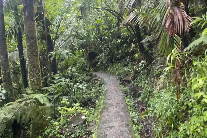 El Yunque Rainforest Hike with Transport from San Juan - El Yunque rainforest walk: what that 4-hour guided hike feels like