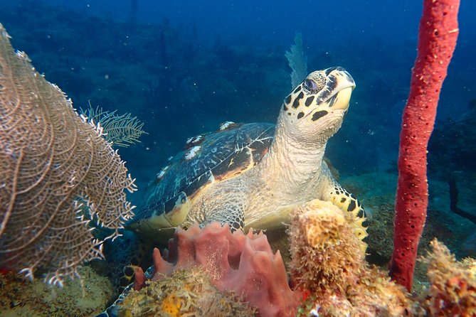 Experience Scuba Diving / NO certification Needed - Key points before you go