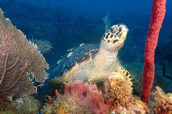 Experience Scuba Diving / NO certification Needed - Your instructor stays close, and that changes how nervous people handle it