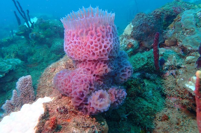 Experience Scuba Diving / NO certification Needed - Reef wildlife in Rincon, what you can expect to spot