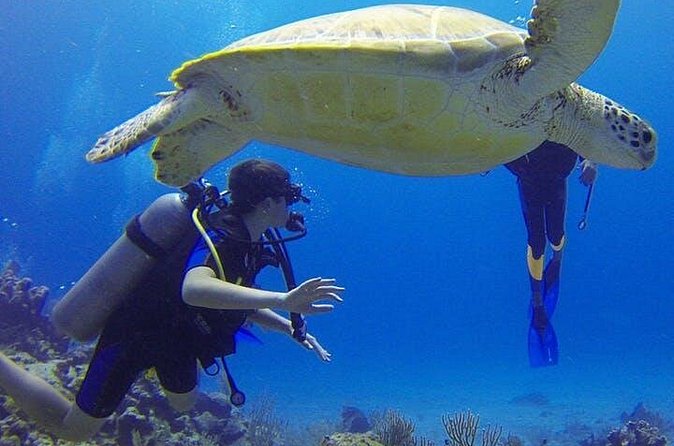 Experience Scuba Diving / NO certification Needed - Why shore entry is a win, and what it means for your day
