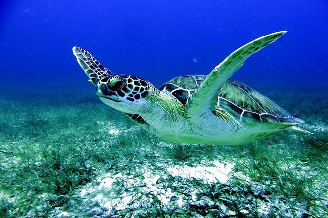 Fajardo Afternoon Snorkeling Adventure Tour - Key Points That Matter Before You Go